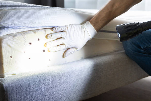 Best Emergency Pest Control  in Lake Junaluska, NC