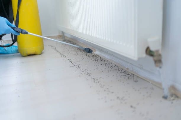 Best Termite Control Services  in Lake Junaluska, NC